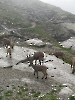 Monviso-34